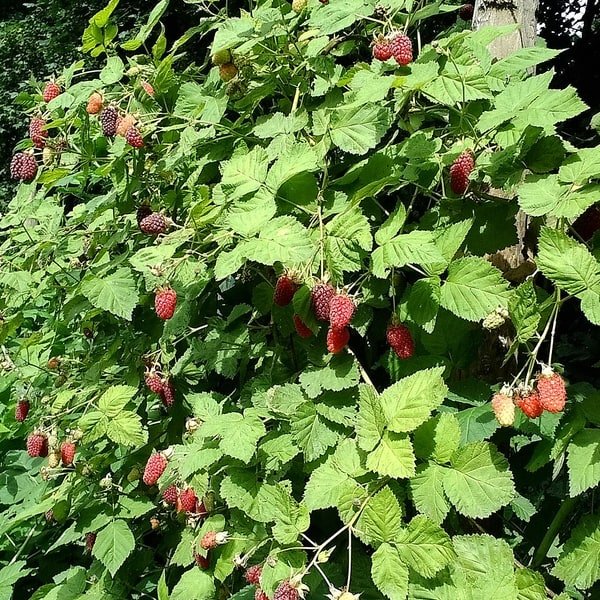 Loganberry Tub