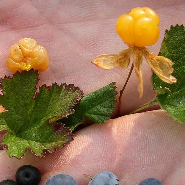 Cloudberry Jar