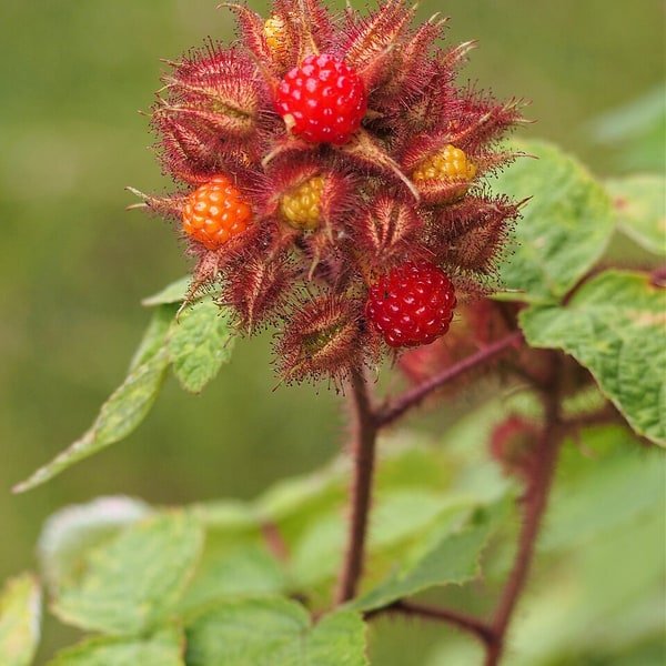 Wineberry Bunch