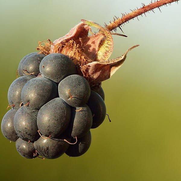 Dewberry Cluster