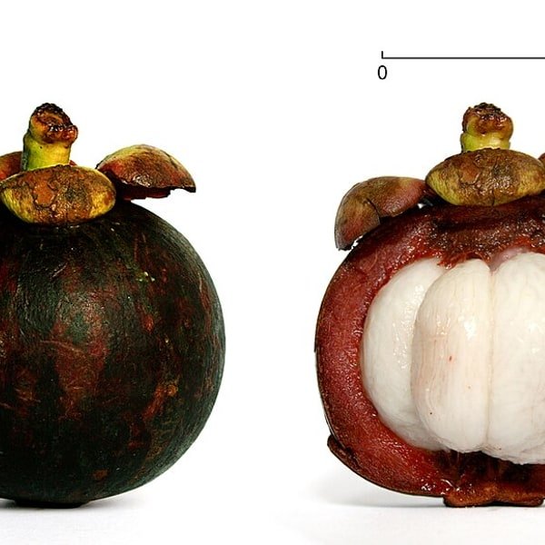 Mangosteen Purple