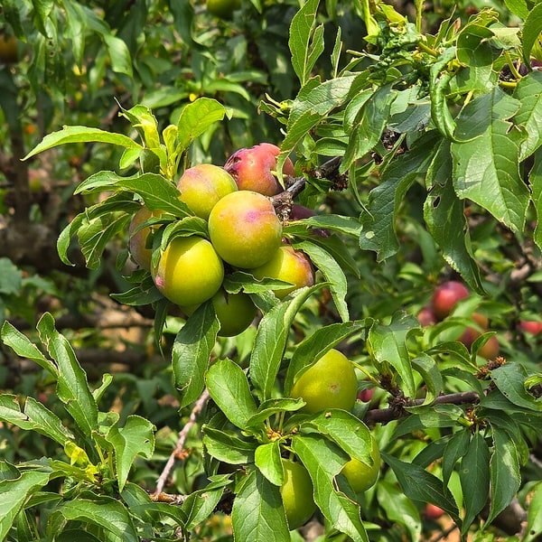 Satsuma Plum