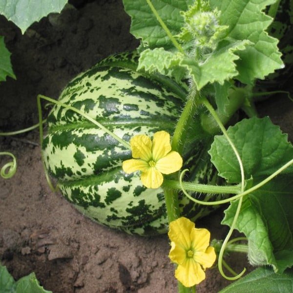 Ambrosia Cantaloupe