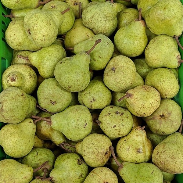 Packham Pear