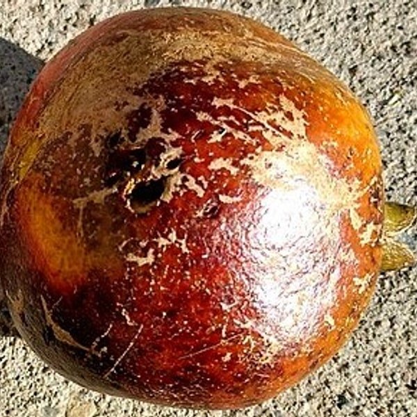 Bhagwa Pomegranate