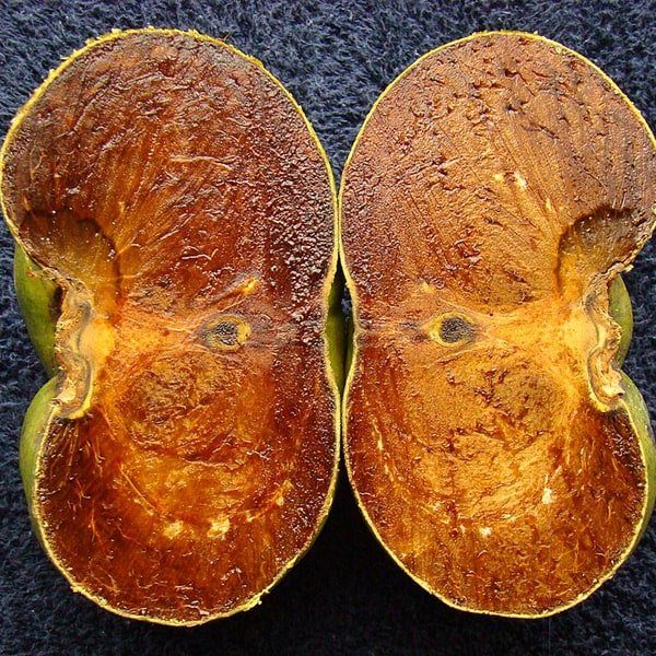 Black Sapote