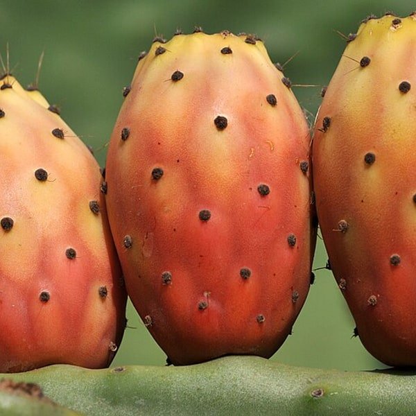 Prickly Pear Cactus