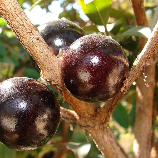 Jabuticaba Cluster